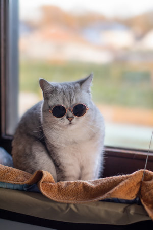 domestic gray cat in dark sunglasses sits in hammock hanging on window, vertical photoの写真素材