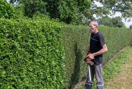 Gardener in work clothes trimming prickly fence, decorative thorny holly hedge with electric hedge trimmer in backyard garden, lifting heavy garden tool by hand,の写真素材