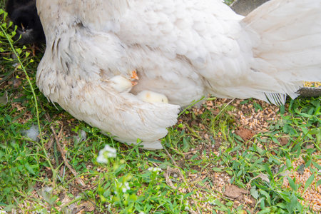 From under the mother hens wing, two tiny yellow beaks of small newborn chicks can be seen seeking warmth and protection as they rest on the grass in the open coop,の写真素材