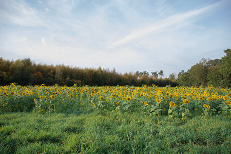 Blooming yellow sunflowers fill a vibrant field near a serene forest during autumn, creating a picturesque rural landscape bathed in warm sunlight under a clear skyの写真素材