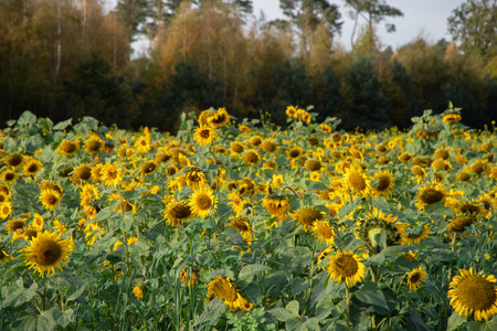 Large field of sunflowers blooming in early autumn with forest in background ready to be harvested to make feed for livestock, cows, sheep, bright seasonal landscape,の写真素材
