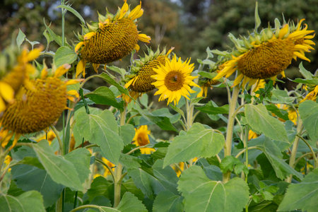 Sunflowers in different stages of ripening in a bright field under a bright sunny sky of late summer, ready for harvesting seeds for making sunflower oil, natural floral background,の写真素材