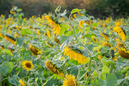a large field of ripe sunflowers, bowed under the weight of ripe seeds, still retaining their bright yellow color,の写真素材