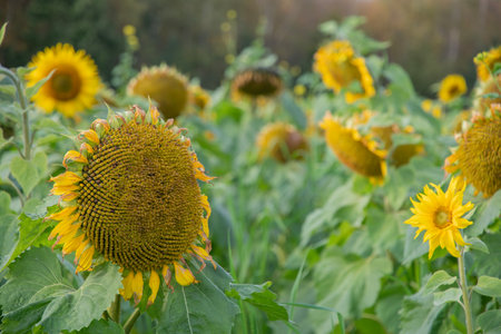 Large sunflower head ripening and bursting with seeds, surrounded by sunflowers at various growth stages, thriving in a vibrant field during the warm days of late summerの写真素材