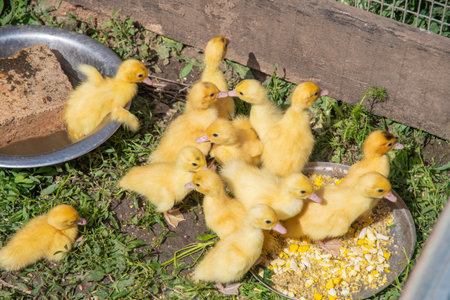 brood of little yellow ducklings happily eat from metal bowl while enjoying lush green grass on farm on sunny day,の写真素材