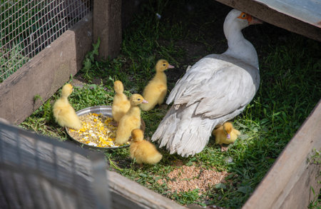 a mother goose protects her goslings in a fenced pen, a group of baby geese eat from a metal bowl full of grain and seeds, a concept of home poultry farming,の写真素材