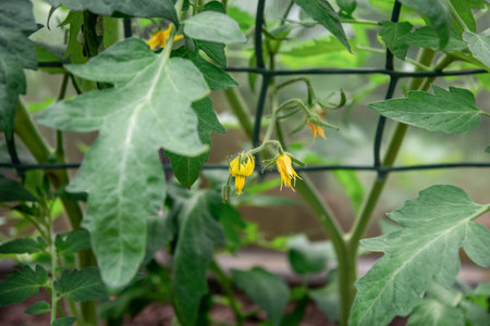 Close-up of a tomato plant with delicate yellow flowers growing on a trellis in a greenhouse, showcasing the early stages of tomato productionの写真素材