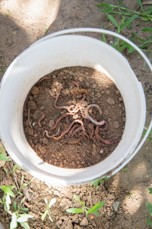 Earthworms crawling in a white bucket filled with soil, beneficial creatures for natural drainage and fertilization of garden soil, help to recycle compost,の写真素材