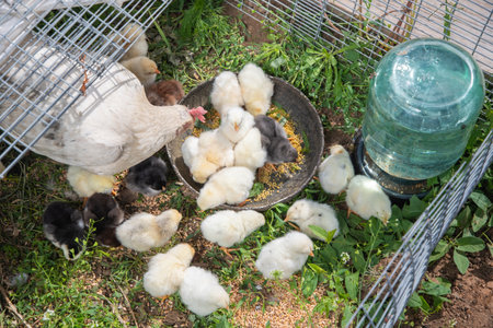 Hen watching over her adorable chicks as they eagerly eat from a bowl of food, creating a heartwarming depiction of nurturing farm lifeの写真素材