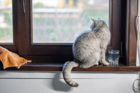 A gray cat sits in front of a glass of water on a wooden windowsill and looks out the window, a bowl of water near the sleeping place so that the pet drinks enough water,の写真素材