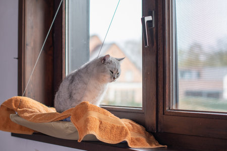 sleepy cat falling asleep sitting on orange blanket on hanging bed on windowsill, warm and cozy atmosphere emphasizing comfort and relaxation,の写真素材