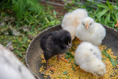 Four fluffy baby chicks, one black and three white, pecking at birdseed and grass clippings in a metal bowl, enjoying a nutritious meal on a lively farmの写真素材