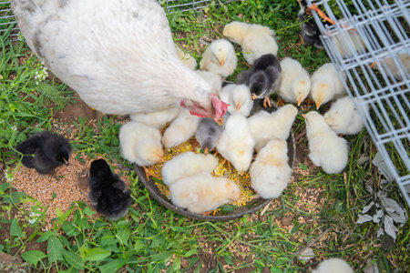 White hen feeding her chicks with corn from a bowl, nestled on the grass near a wire mesh fence, showcasing the nurturing bond of family in a rural farm settingの写真素材