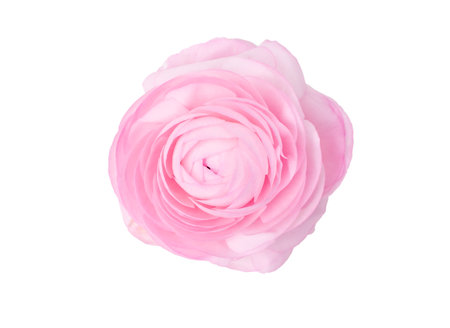 close-up of a soft pink ranunculus flower isolated against a crisp white background, showing off its intricate layers of petals and soft, romantic hue,の写真素材