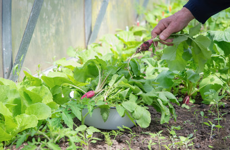 An elderly farmer picks fresh radishes from his garden and places them in a white enamel bowl in his greenhouse, enjoying the fruits of his organic cultivation,の写真素材