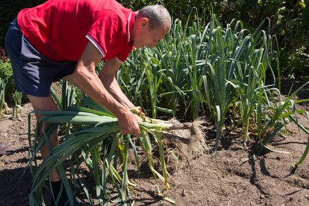 man in red shirt holding bunch of fresh leeks in hands, organic harvest from own garden, grown on soil fertilized with manure, seasonal vegetable harvest,の写真素材