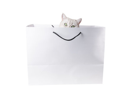 Silver cat with green eyes looks out curiously from white cardboard shopping bag with black rope handles isolated on white background, creating an adorable and playful scene,の写真素材