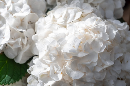 Close up view of stunning white hydrangea flowers blooming in a vibrant garden, showcasing a delicate and elegant natural display that enhances the beauty of the surroundingsの写真素材