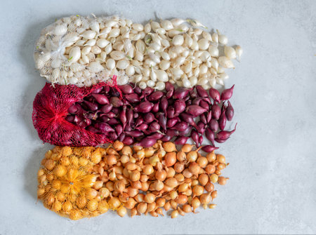 Colorful white, purple and yellow onion sets spill out of mesh bags against a gray background, ready to be planted in spring gardens, showcasing the abundance of onion varieties,の写真素材