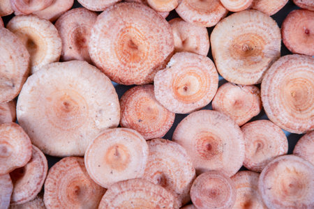 Textured mushroom background of numerous pink mushrooms, neatly arranged on a surface, conditionally edible mushroom of good quality, used in salted and pickled form,の写真素材