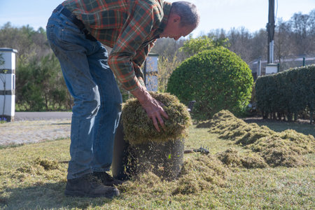 Experienced gardener filling a large black bucket with moss and dry grass, which are removed with a scarifier, from the lawn, the concept of seasonal garden maintenance work after frost,の写真素材