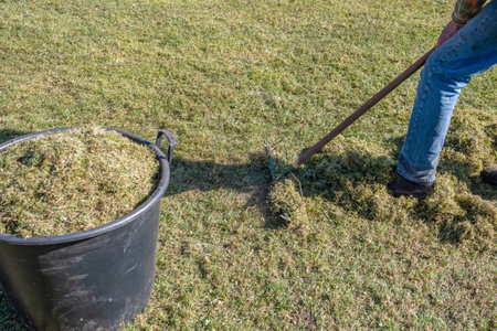 Experienced gardener combing lawn with iron rake and putting moss and dry grass in garden bucket,...