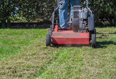 Gardener uses a scarifier to remove moss from a lawn, improving its health and appearance, Seasonal gardening on a bright sunny spring day,の写真素材