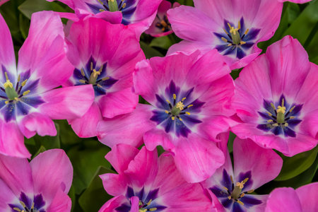 Pink tulips with a purple center create a bright and colorful floral arrangement symbolizing the beginning of spring, tulip variety Little Beauty, from Netherlands,の写真素材