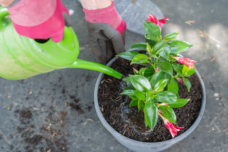 Gardener wearing gloves waters a colorful potted Dipladenia mondevilla using a green watering can, feeding it with all-purpose fertilizer, tending to the summer flowering plantの写真素材