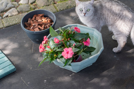 Gardening tools and pots are laid out on a black carpet for replanting pink impatiens flowers into a decorative light green planter, while a curious silver Scottish Straight cat watches the process,の写真素材