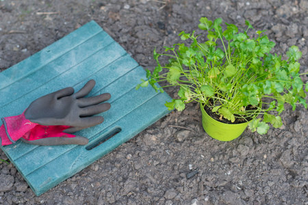 Gardening gloves placed on lap mat next to potted coriander plant ready to be planted in ground symbolize beginning of gardening seasonの写真素材