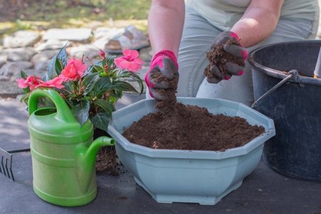 female gardener sorts nutrient soil for flowering plants from debris, loosens, saturates with air before transplanting Pink impatiens walleriana plants, watering can and various garden tools,の写真素材