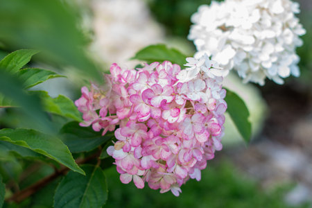 Pink and white flowers of the hydrangea adorn the garden, highlighting their delicate beauty and...