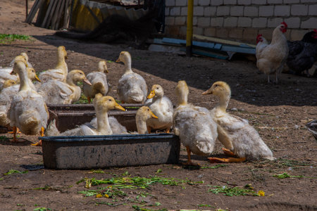 Yellow ducklings drinking water and resting near a water trough in a farmyard on a sunny day, with chickens wandering in the background, creating a lively rural sceneの写真素材