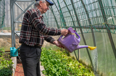 Farmer watering lettuce growing in greenhouse with purple watering can with yellow sprinkler, eco gardening concept in his garden,の写真素材