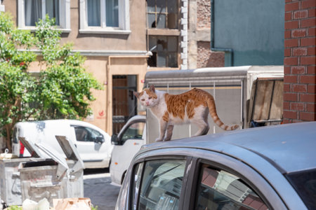 Ginger white stray cat walks on the roof of a grey car parked on a street in Istanbul,Turkey with trash bins and vehicles visible in the background,の写真素材