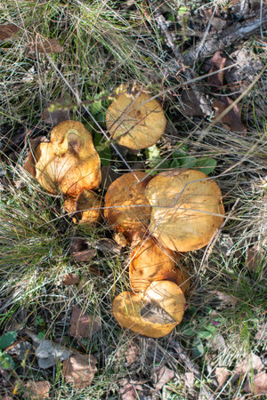 Group of edible boletus mushrooms that appear in autumn among dry grass and rotting leaves on the...