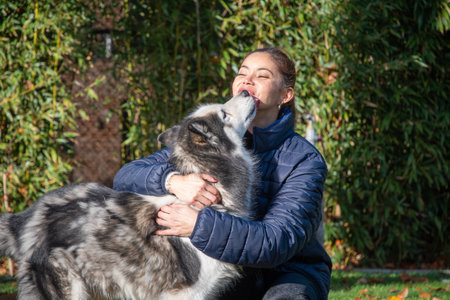Woman playfully interacting with her Alaskan Malamute, receiving a loving lick on the face, strengthening the bond of friendship and companionship between pet and owner in a parkの写真素材