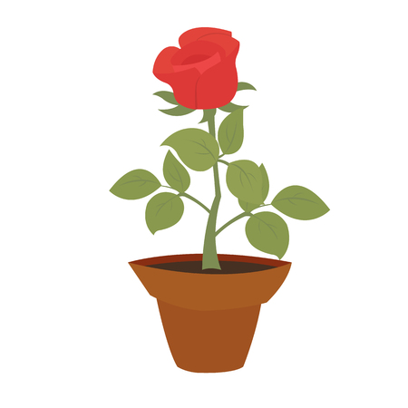 Watercolor potted red rose flower with green leaves in flower pot closeup isolated on white background. Hand painting on paperのイラスト素材