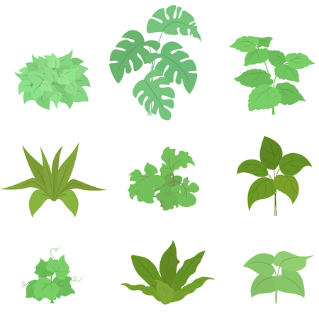 Set of house plant isolated vector flat illustration.のイラスト素材