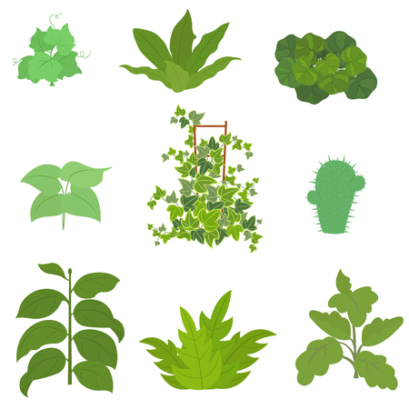 Set of house plant isolated. vector illustration.のイラスト素材