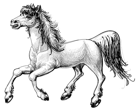 Horse sketchのイラスト素材