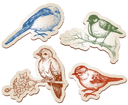 Vector birds collectionのイラスト素材