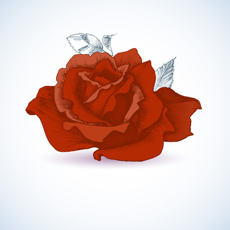 Red rose designのイラスト素材