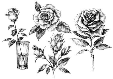 Roses set, floral design elements collectionのイラスト素材