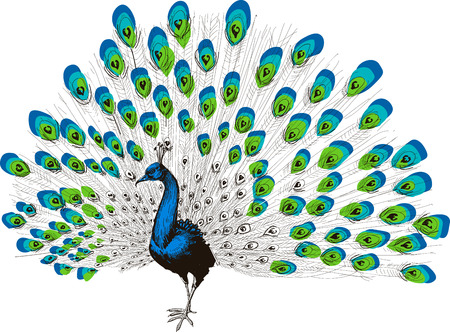 Colorful peacock drawingのイラスト素材