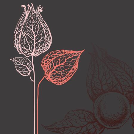 Vector flowers over dark backgroundのイラスト素材