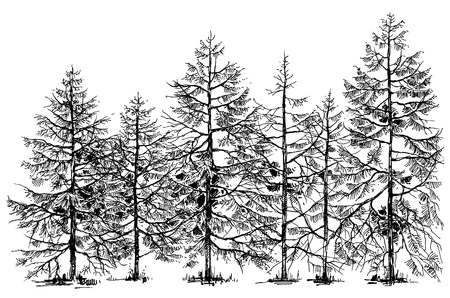 Pine forest hand drawn borderのイラスト素材