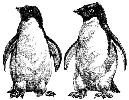 Penguins drawing. Adelie penguins isolated on whiteのイラスト素材