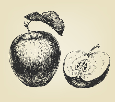 Hand drawn apple, whole and halfのイラスト素材